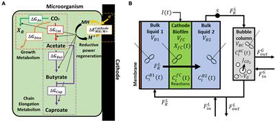 A General Model for Biofilm-Driven Microbial Electrosynthesis of Carboxylates From CO2